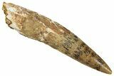 Fossil Spinosaurus Tooth - Real Dinosaur Tooth #331477-1